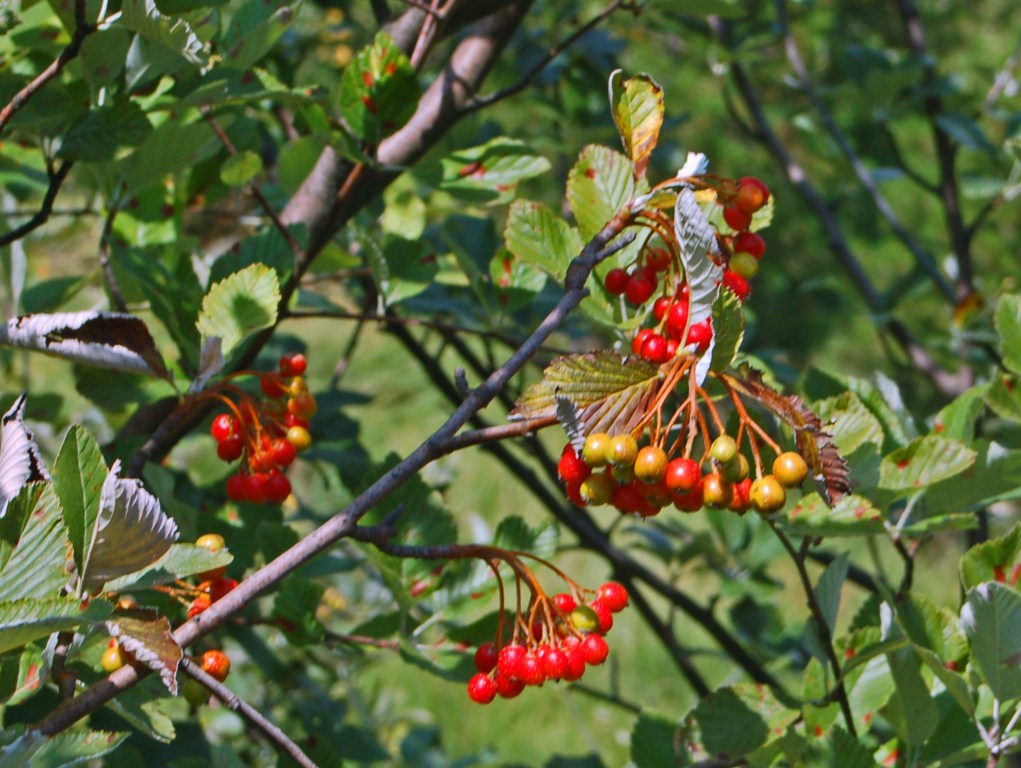 Pianta con dei piccoli frutti rossi -  Sorbus aria
